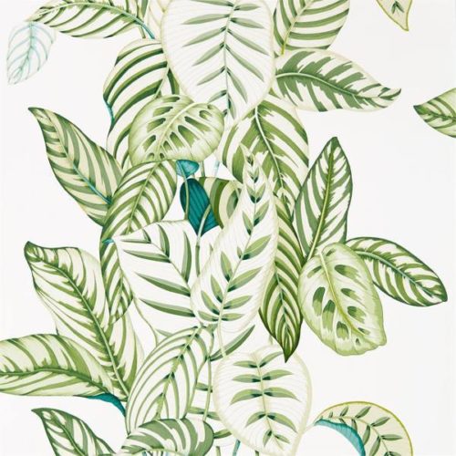 Calathea 216630